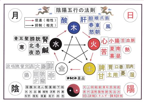 皮膚五行|五行説を覚えて健康を目指そう！ 